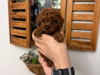 Teacup poodle yavru