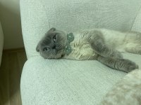 2,5 yaşında erkek scottish fold