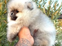 Yurtdışı Girişli Efsane Pomeranian Boo Erkek