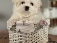 Maltese yavruları