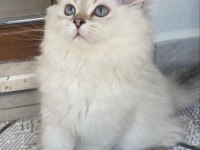 Erkek kedim yuvasını arıyor