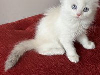 Safkan british pamuk şekeri maviş gözlü