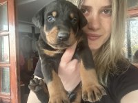 Doberman Yavrularımız Üst Düzey
