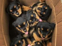 Macar Rottweiler Yavrular