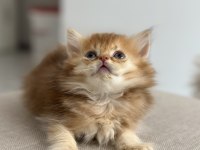 By11 british longhair çocuklar