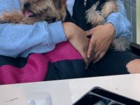 İngiliz yorkie teacup