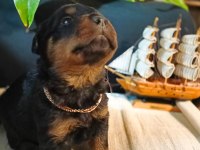 Şecereli Rottweiler bebeklerim