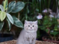 British shorthair bebekler yeni yuvalarını aramakta