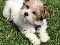 Morkie Köpekler Gelip Görerek Alabilirsiniz