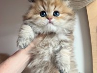 Orjinal Safkan Golden British Longhair 