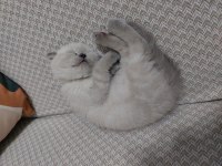 4 aylık scottish fold