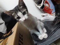 Apartmana bırakılmış kediyi ücretsiz sahiplendirme