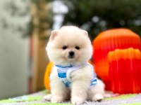 Orjinal Pomeranian Boo
