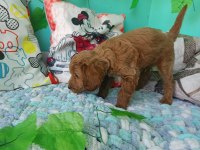 2 aylık maltipoo erkek dişi bebeğimiz