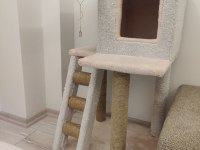 4 aylık beyaz tüy mavi gözlü scottish fold