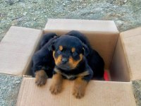 Orijinal Safkan Rottweiler Yavruları