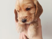 American Cocker Yavruları Tüm İlere Gönderim
