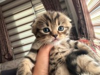 1,5 aylık scottish fold yavrumuz