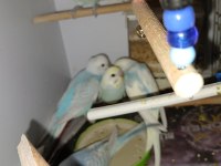 iki adet dişi ve erkek muhabbet kuşu acil