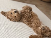 Maltipoo Köpeğimizi Sahiplendiriyoruz