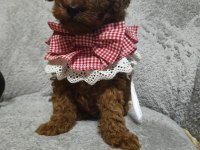 Toy poodle yavru
