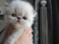 SAFKAN İRAN KEDİSİ YAVRULARI