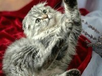 Çok güzel highland scottish fold