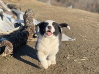 Border collie yavru köpeklerimiz