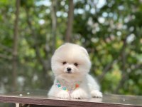 Yeni evlerine gitmeye hazır pomeranian yavruları