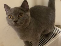 Safkan british shorthair gri