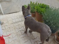 Blue brindle french bulldog