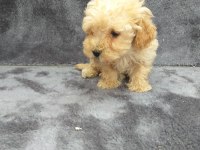 Apricot toy poodle dişi minnak, ruhsatlı çiftlik