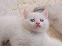 40 günlük scottish blue point ve british yavrular
