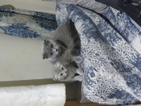 Scottish fold