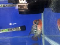 12 CM FLOWERHORN