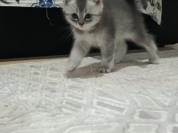 Kedilerimiz yeni sahiplerini arıyor