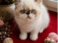 Safkan Exotic Shorthair Bebekler Yuvalarını Arıyor