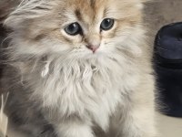 Safkan Anne ve babadan british golden longhair erkek
