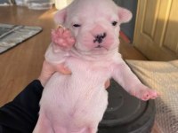 2 HAFTALIK FRENCH BULLDOG YAVRULARIMIZ YENİ YUVA ARIYOR