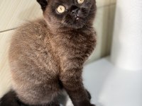 Scottish fold ev ortamından