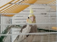 Erkek yavru sultan papağanı