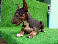 BULL TERRİER PUPPY