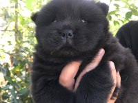 Şahsına münhasır (çin aslanı) chow chow