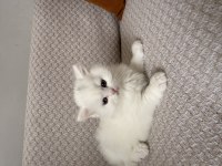 British Shorthair Yavru