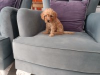 Toy poodle yavruları