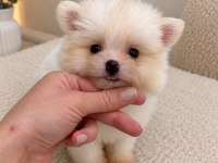 POMERANİAN BOO DİŞİ ERKEK YAVRULARIMIZ