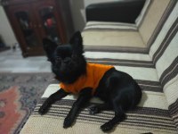 1.5 yaşındaki chihuahua oğlumuza eş arıyoruz