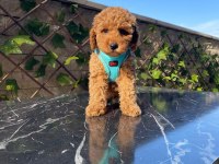 Pamuk gibi toy poodle yavrularım