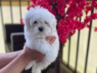 MALTESE YAVRULAR