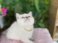 Güzeller Güzelim British Shorthair Sağlık Garantili